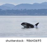 A Young Killer Whale Lunges Out ...