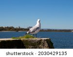 A Dainty White Seagull Seabird...