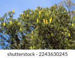 Small photo of Banksia attenuata, or candlestick , slender banksia or biara as known by the Noongar aboriginal people, is a species of plant in the family Proteaceae grows as a tree with long narrow serrated leaves.