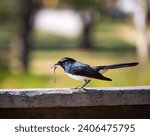 Small photo of Opportunistic little Australian willie wagtail in smart black and white plumage perching on a wooden bench is quickly eating a dragonfly insect flying past which makes a quick nutritious meal.