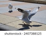 Small photo of Seagulls eating food scraps on the land backed harbor at Bunbury, Western Australia on a sunny morning in summer squabble and fight to get the food scraps as they are adept at scavenging.