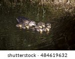 Small photo of Pacific Black newly hatched ducklings swimming slowly swimming in the lake at Big Swamp Bunbury Western Australia on a cloudy late afternoon in early spring stay close to their mother.