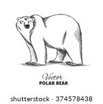 Polar Bear Hand Drawn...