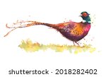 Watercolor Sketch Of A Pheasant ...