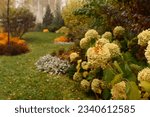 Small photo of autumn garden view with white hydrangea. Natural fall garden with curvy lines