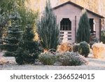 late autumn or winter private natural garden. Frosty conifers and shrubs with wooden house on background