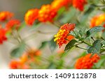 Orange Wild Flower In The Garden
