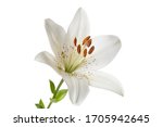 White lily flower isolated on a ...