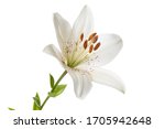 White lily flower Isolated on a white background.