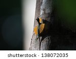 Small photo of Flying Lizard in Tangkoko National Park,Sulawesi,Indonesia