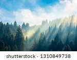 Small photo of fantastic foggy scenery in autumn. pine forest on the hillside at high noon. wonderful sunny weather with rising clouds on a blue sky above. unusual epic nature condition. view from below