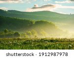 dandelion field in rural landscape at sunrise. beautiful nature scenery with blooming weeds in morning light. clouds on the sky above the distant mountain
