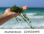 A Handful Of Fresh Seaweed...