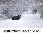 Wild boar walking on snow in forest. Wildlife in natural habitat