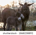Tender moments of mother donkey ...