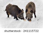 Two wild boars eating corn cob on the snow