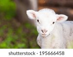 Small photo of Portrait of baby small Lambkin on green