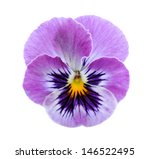 Pansy Flower Isolated On White...