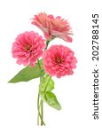 Three Branches Of Pink Zinnia...