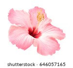 Pink hibiscus flower isolated...