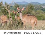 Greater Kudu Cows  Tragelaphus...