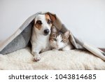 Dog and cat together. Dog hugs a cat under the rug at home. Friendship of pets