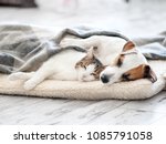 Cat And Dog Sleeping. Pets...