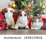 Cat And Dogs Under A Christmas...