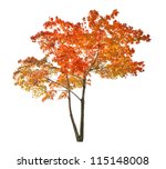 Red autumn maple tree isolated...