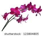 Dark Pink Orchid Flowers...