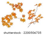 Small Maple Tree Branches With...