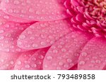 Pink Gerbera Flower Blossom...