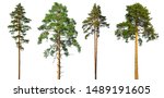 Set Of Tall Pine Trees Isolated ...