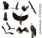 Bald Eagles Isolated On The...