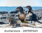 Two Flightless Cormorants And A ...