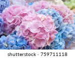 Blue And Pink Flowers Of...