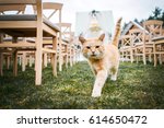 Red Cat At A Wedding Ceremony