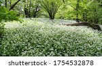Small photo of Forest in spring with bear's garlic. Allium ursinum, known as wild garlic, ramsons, buckrams, bears garlic, wood garlic.