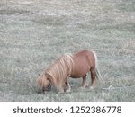 Small photo of A dwarf horse in all respects used by man often in children's parties here in an outdoor pasture / Pony