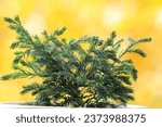 Two-tone needles on the branches of the Chamaecyparis pisifera Baby Blue plant on a blurred contrasting background