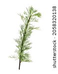 Small photo of Artemisia Cola -Cola Vegetable Artemisia abrotanum