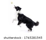 Border collie jumping to catch a ball