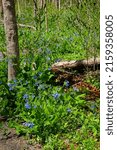Small photo of Clusters of bluebells grow in front of and behind an old fallen log in early spring. Focus on nearer blossoms