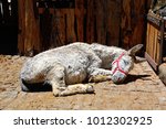 A white donkey sleeping in a small corral in the Monchique mountains, Algarve, Portugal, Europe.
