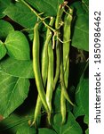 Small photo of Firestorm runner beans growing on the plant, UK