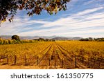 Napa Valley Vineyards In Autumn
