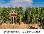 Entrance  foot path to tall corn stalks of Halloween corn maze.