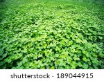 Lush clover in the spring, outdoor park