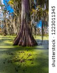 Small photo of OCTOBER 14, 2018 - Lafayette, Louisiana, USA - Old Cypress trees in Cajun Swamp & Lake Martin, near Breaux Bridge and Lafayette Louisiana