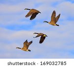 Canadian Geese Flying In Golden ...
